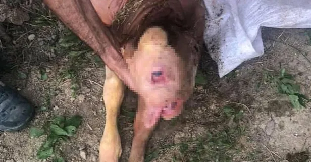 Zonguldak'ta tek gözlü ve burun delikleri olmadan doğan buzağı öldü