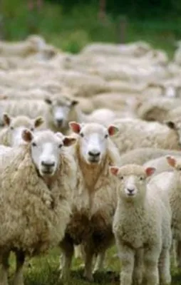 Üreticiye 300 koyun