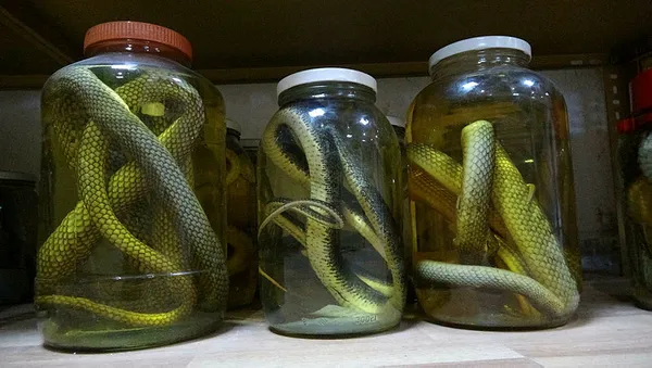 profesor-yilan-sevgisi-yuzunden-muze-kurdu-tam-150-surungen-1594026942871.jpg Profesör sürüngen tutkusu yüzünden müze kurdu! Tam 150...-6