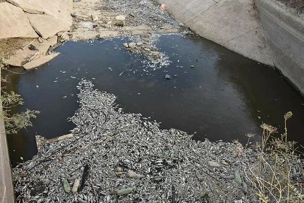 Aydın'da korkunç görüntü! Sulama kanalındaki toplu balık ölümleri kenti ayağa kaldırdı-4