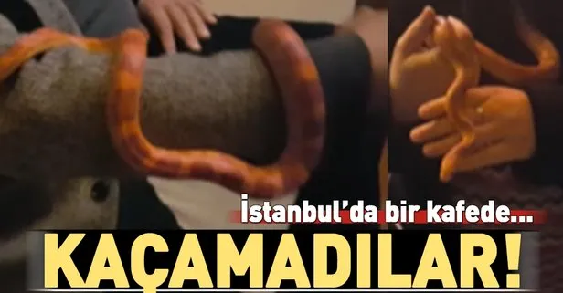 takvim