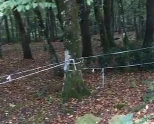 Belgrad Ormanı’nda ’Kaşıkçı’ araması