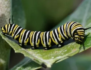 Rüyada tırtıl görmek ne anlama gelir?