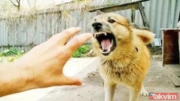 5 yılda çok canımız yandı! 2019'dan günümüze verilerle 'sokak köpeği' sorunu: Yitip giden canlar, kuduz vakaları, vurguncu mama lobisi - 1