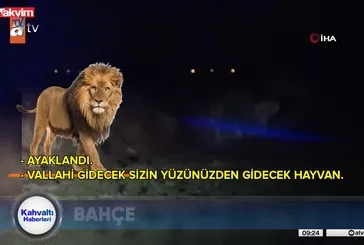 Antalya'da Aslan saldırısı