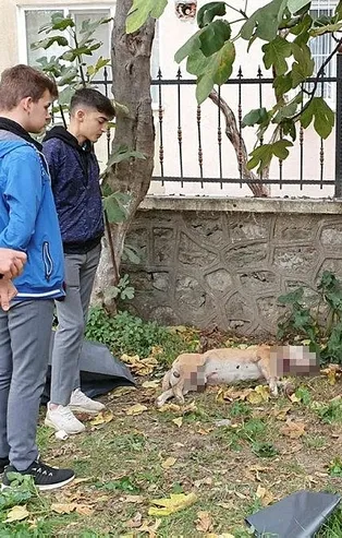 Bursa'nın Gemlik ilçesinde boğazı kesilmiş köpek faciası