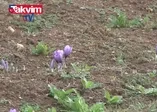 Karabük'te safran hasadı başladı!