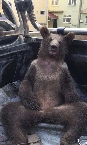 duzcede-fazla-bal-yiyen-ayi-bayildi-o-anlar-kamerada-1660202564837.jpeg Düzce'de fazla bal yiyen ayı bayıldı! O anlar kamerada-2