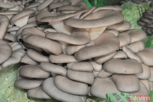 Emekli astsubay hobi olarak başladığı istiridye mantarı yetiştiriciliğinden yılda 520 bin lira kazanıyor - 5