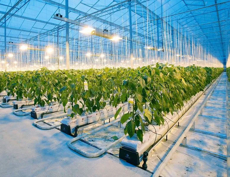 Topraksız üretim 51 kente ulaştı