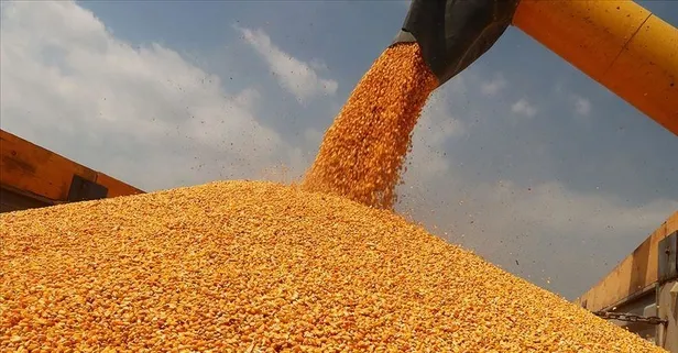 TMO resmen duyurdu! 2023 yılı Mısır alım fiyatları belli oldu: Ödemeler 30 gün içerisinde hesaplarda