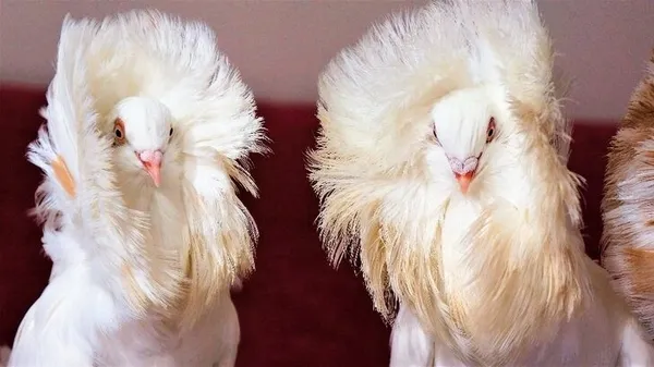 Denizli’de bu güvercini almak için evini arabasını satan var!-5