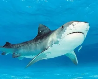 Marmara’ya Jaws akını!