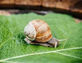 Rüyada sümüklü böcek görmek ne anlama gelir?