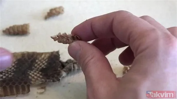 Çıngıraklı yılanın kuyruğundan çıkanlar görenleri şoke etti! Sonrasında ise... - 24