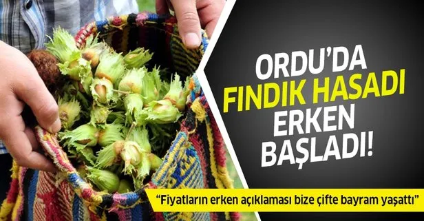 Ordu’da fındık hasadı erken başladı