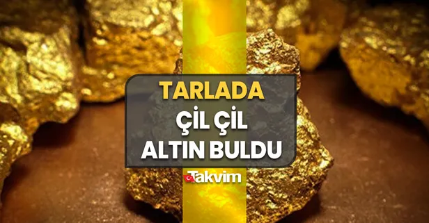Tarlada çil çil altın buldu: 7'den 70'e herkesi şaşkına çeviren keşif ortaya çıktı