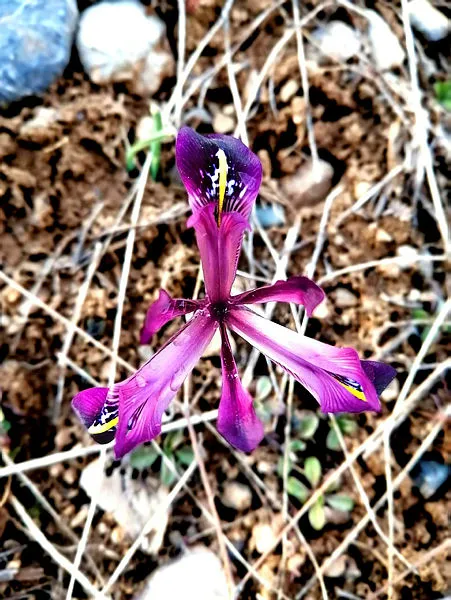 1649326420662.jpg Bu bitkiyi koparan yandı! 109 bin 500 TL cezası var-3