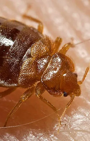 Rüyada böcek görmek ne anlama gelir?