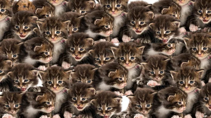 zeka-testi-kedi-merdivenlerden-iniyor-mu-yoksa-cikiyor-mu-yuksek-iqya-sahip-olanlar-coktan-bildi-bile-1733843570567.jpg (Takvim Foto Arşiv)