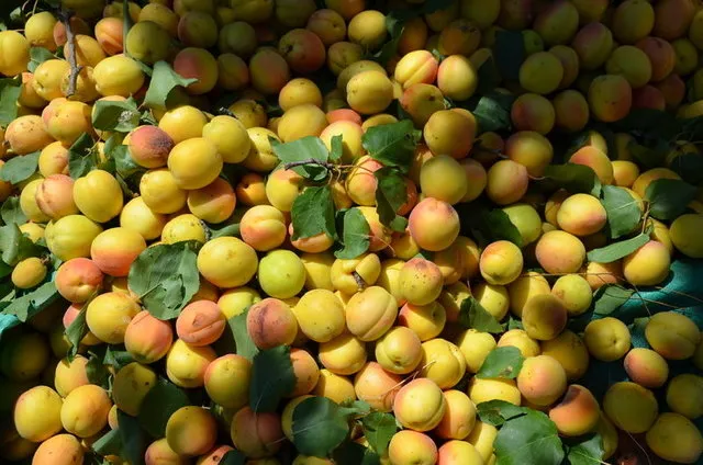 Kayısının faydaları nelerdir? - 2