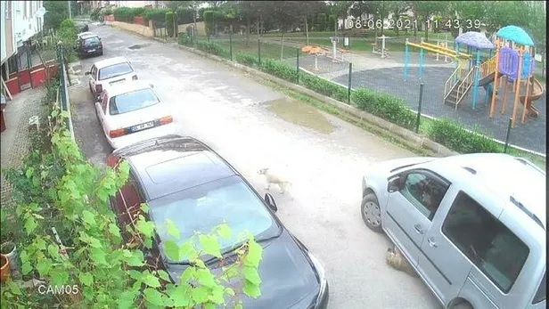 Kocaeli'de yavru köpeği ezen sürücünün cezası belli oldu-3