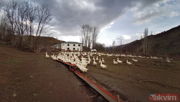 "Yapamazsın" dediler! 300 bin lirayla girdi! 15 bin yavru siparişi aldı - 6