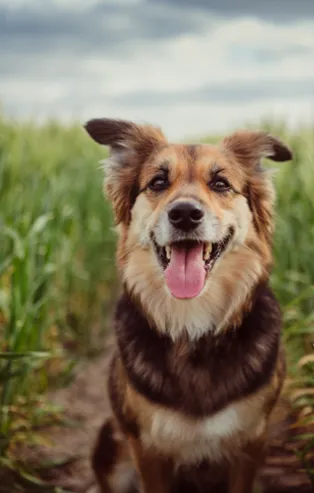 Rüyada köpek sevmek ne demek? Rüyada köpek görmek ve sevmek ne anlama gelir?