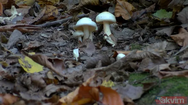 50 gramı bile insanı öldürebiliyor! 29 binden fazla mantar türü yenmiyor: İnsanları öldüren mantarların yüzde 95'i köygöçüren mantarı - 4