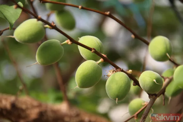 Daha önce yere dökülüyordu! Kayısı çağlasının kilosu 100 TL'den satılıyor - 17