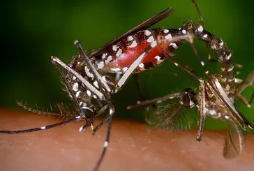 Chikungunya virüsü nedir, belirtileri neler? Chikungunya virüsü bulaşıcı mı, nasıl tedavi edilir? Türkiye'de vaka görüldü mü?