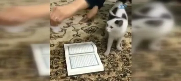 İzleyenleri hayrete düşüren kedi!