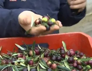 Zeytindeki hileye dikkat! Ayakkabı boyası bile kullanılmış