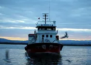 Hamsiye av yasağı geldi! Tezgahın en ucuz balığı değişti! 10 TLye satılıyor