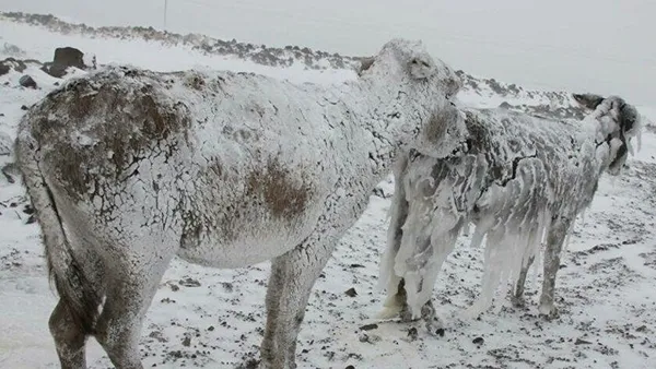 van-valiliginden-donmus-esek-aciklamasi-cekildigi-yerin-teyit-edilmeden-sosyal-medya-ve-bazi-televizyon-kanall-1642844254683.jpg Van Valiliği "donmuş eşek" haberini yalanladı: Çekildiği yerin teyit edilmeden sosyal medya ve bazı televizyon kanallarında...-3