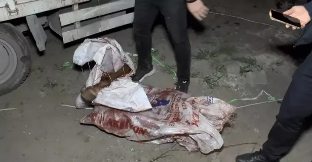 İstanbul’un ortasında utanç verici olay! Atları kesmek için sıraya dizmişler! 1 atı lime lime...