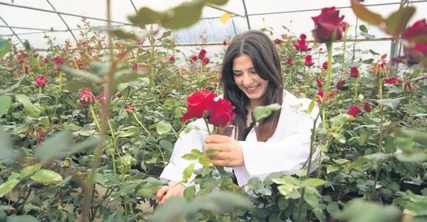 Hamsi atıklarından gübre yaptı! Beslenen güller rengarenk açtı