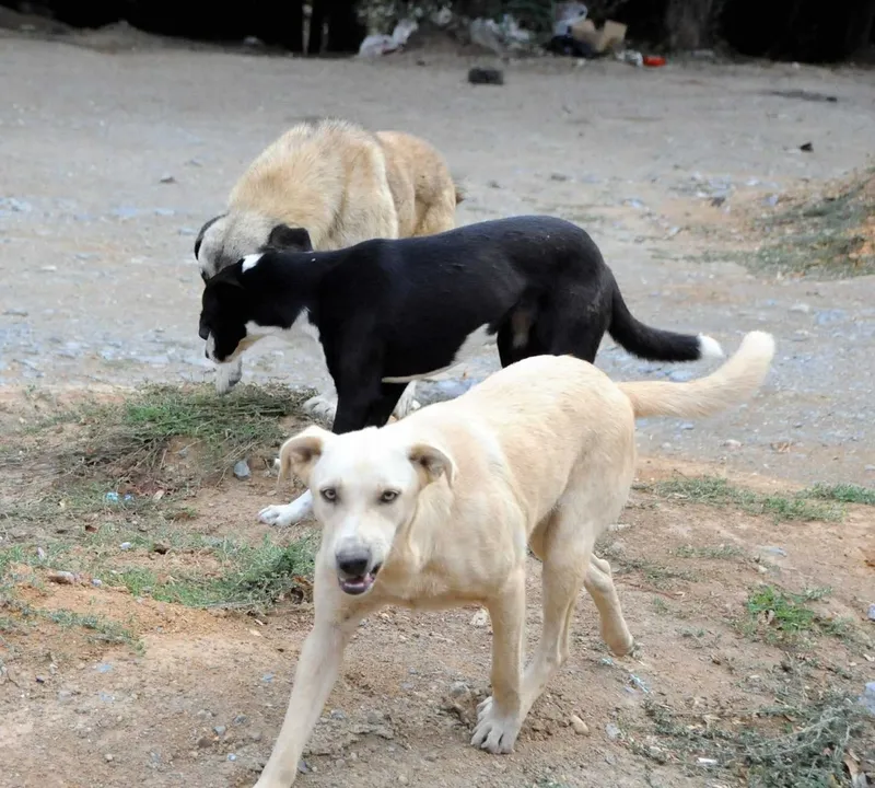 istanbul-valiliginden-belediyelere-basibos-kopek-uyarisi-mayis-sonuna-kadar-kontrol-altina-alin-1775294040063.jpeg İstanbul Valiliğinden belediyelere başıboş köpek uyarısı: Mayıs sonuna kadar kontrol altına alın-3