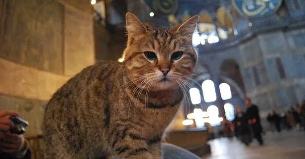 Son dakika: İstanbul Valisi Ali Yerlikaya’dan kedi ’Gli’ paylaşımı