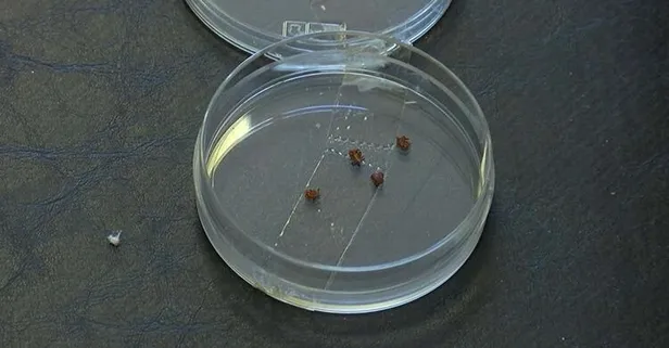 Son dakika: Uzmanlar İstanbulluları keneden bulaşan hastalık ‘Lyme’a karşı uyardı