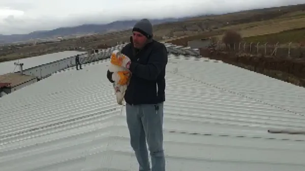 kaz-ile-dost-oldu-yolda-sahipsiz-gorup-aracina-aldi-1639914341934.jpg Kaz ile dost oldu! Yolda sahipsiz görüp aracına aldı-3