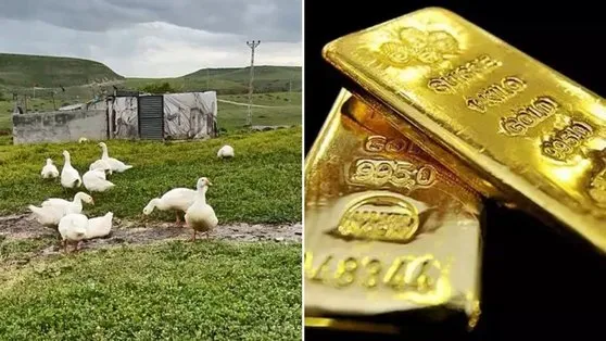 Bir tanesiyle 4500 TL kazanıyorlar! Köylüler gram altın yerine bunu biriktiriyor