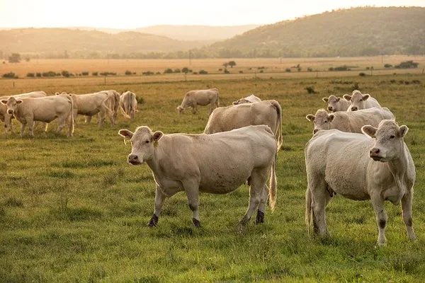 kurban-bayrami-nasil-ortaya-cikti-kurban-bayraminin-kuran-i-kerimdeki-yeri-ve-onemi-nedir-1657275848078.jpg Kurban Bayramı'nın Kur'an-ı Kerim'deki yeri ve önemi nedir? Kurban Bayramı nasıl ortaya çıktı?-2