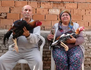 Hint horozu geçim kaynakları oldu! Hobi olarak başladı şimdi tanesini 50 bin liraya satıyor