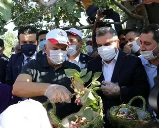 Yıldırım ve eşi fıstık hasadına katıldı