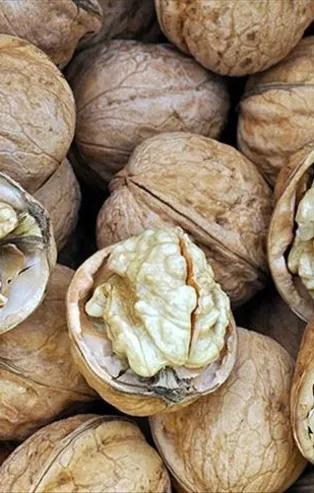 Diyabetin çaresi ceviz (Sağlık haberleri)