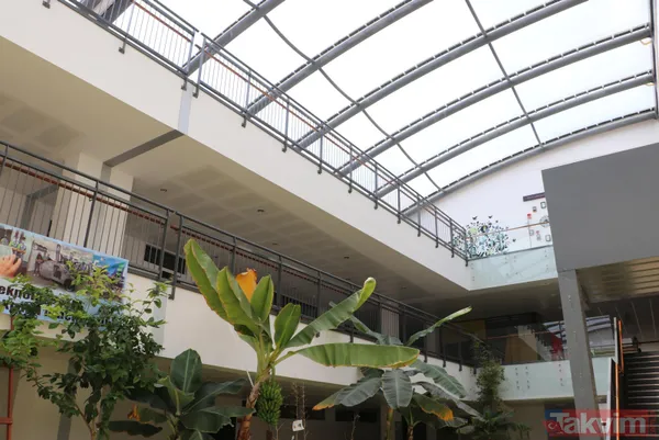 Ankara'da lise öğrencileri karasal iklimde muz avokado incir limon zeytin ve hurma yetiştiriyor - 2