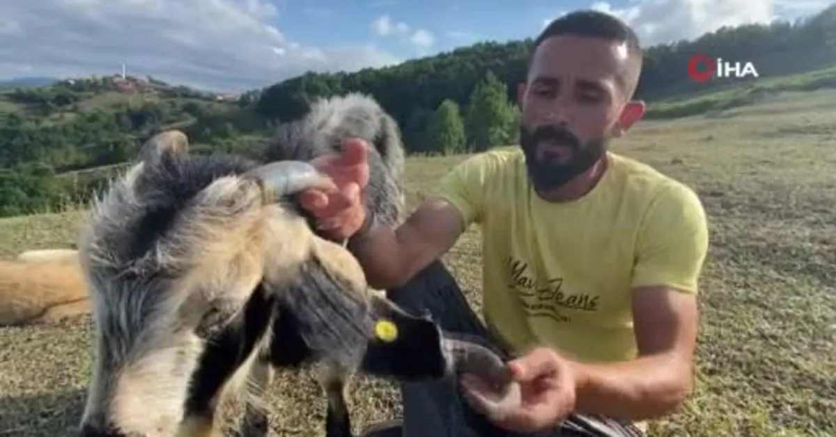 Atasözü gerçek oldu! Boynuz kulağı geçti