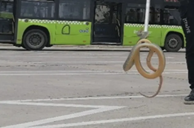 Son dakika: Halk otobüsünde yılan paniği! 2 metre uzunluğunda...