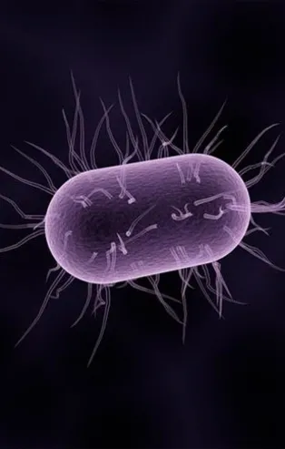 Avrupayı sarsan bakteri! 12 can aldı